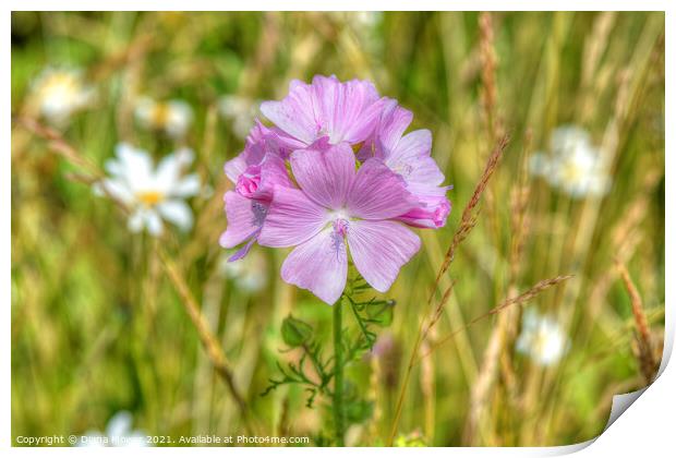Musk Mallow on the wayside Print by Diana Mower