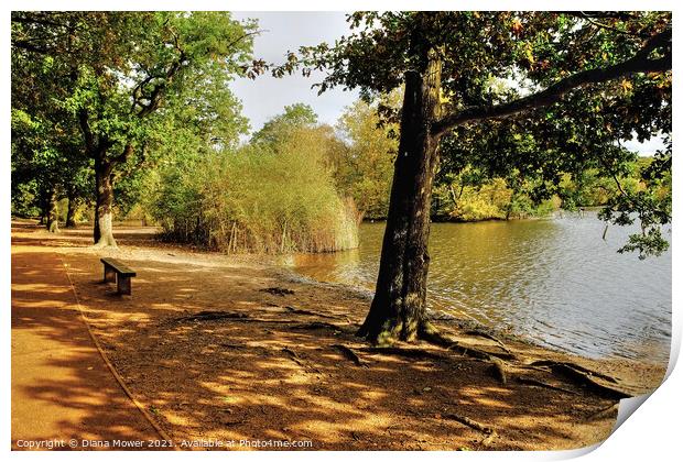  Epping Forest Lake View Print by Diana Mower