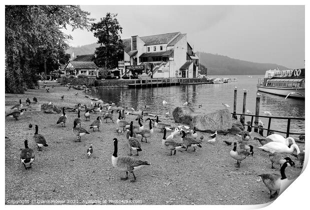Bowness on Windermere Geese in Monochrome Print by Diana Mower