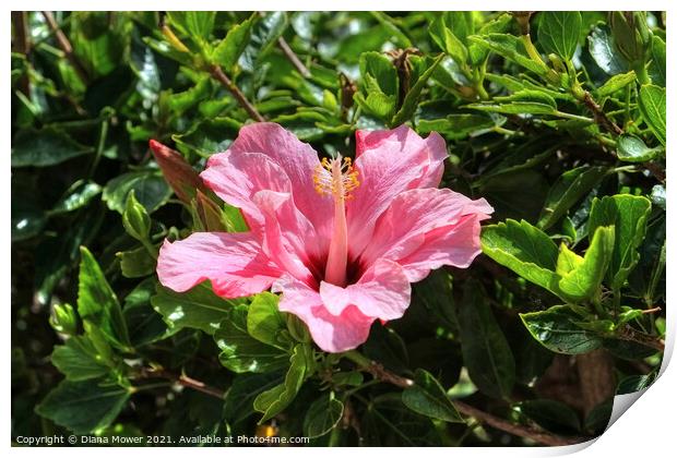 Pink Hibiscus Print by Diana Mower