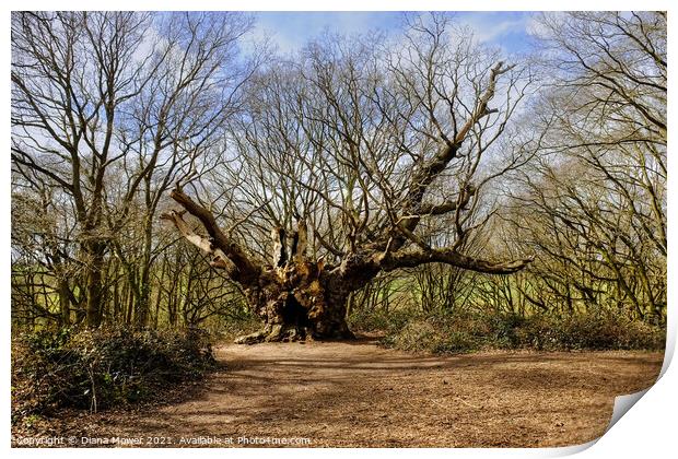 Old Knobbley Oak Tree Mistley Print by Diana Mower
