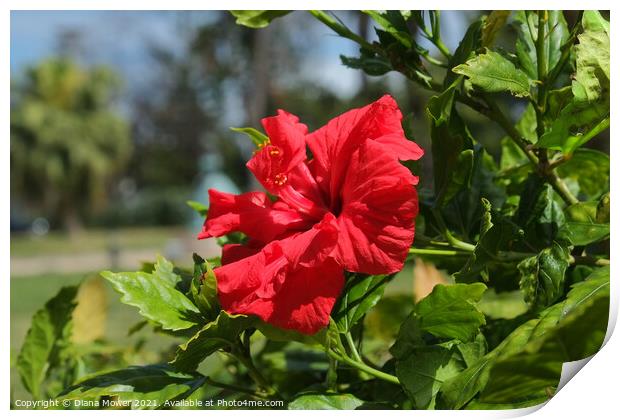 Red Hibiscus  Print by Diana Mower