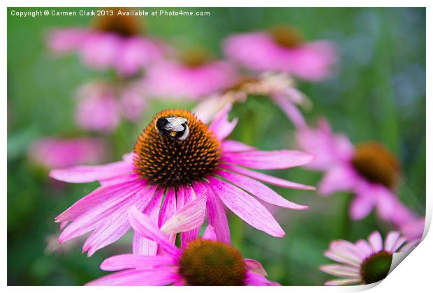 Bumblebee on pink flower Print by Carmen Clark