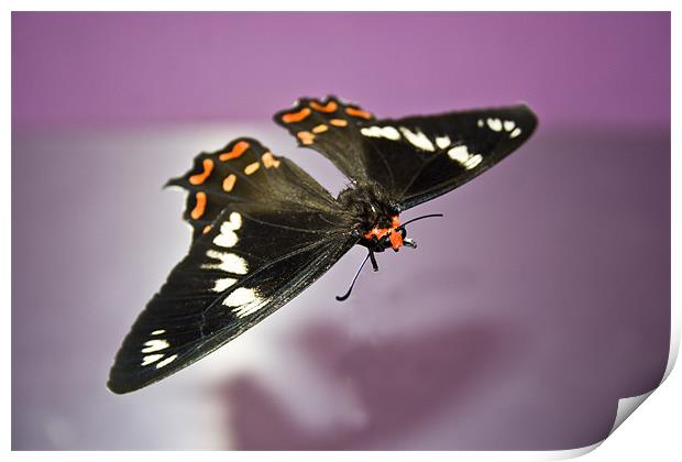 Bodiless Gliding Moth Print by Arfabita  