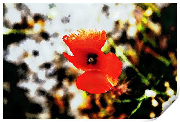 Poppy in foliage through frosted glass Print by Arfabita  