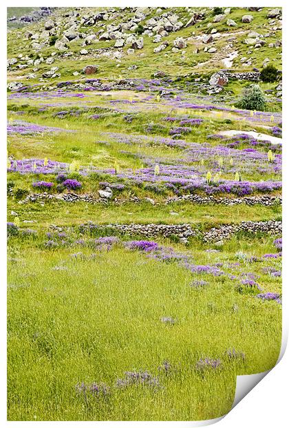 Pastures lavender primroses and lava rock Print by Arfabita  