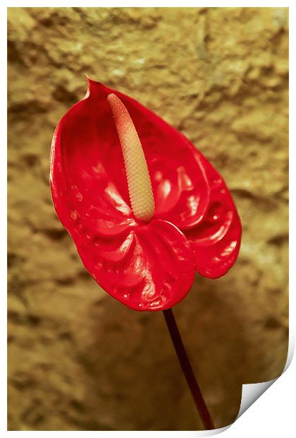 Red single petal Spathe Spadix Print by Arfabita  