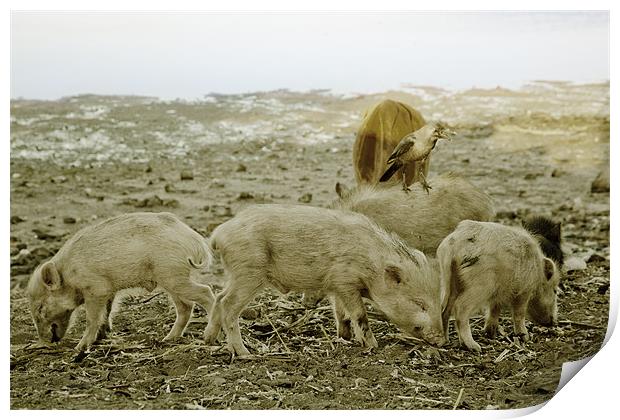 The cow the crow and wild boar piglets Print by Arfabita  