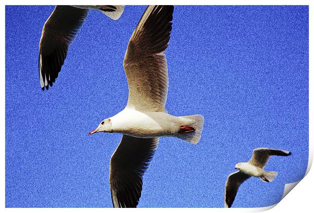 Seagulls in flight Print by Arfabita  