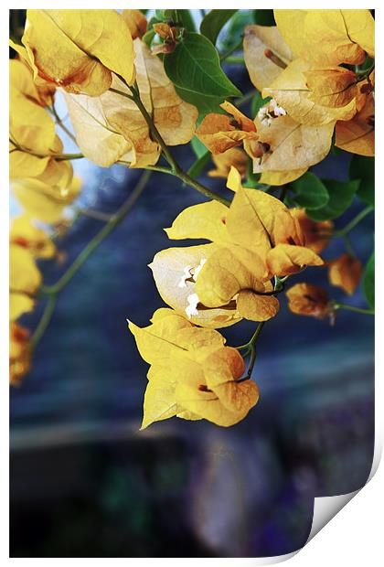 Bougainvillea Orange Leaves Print by Arfabita  