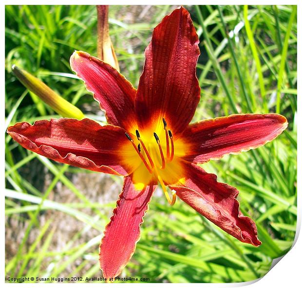 Delightful Lily Print by Susan Medeiros