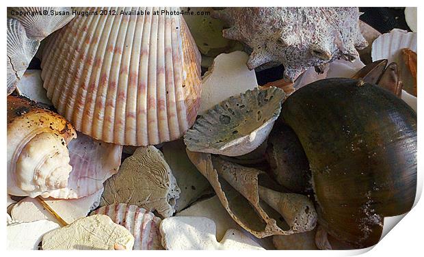 Seashells on the shore Print by Susan Medeiros