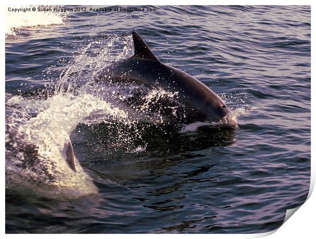 Whipping Tail (Dolphin 4) Print by Susan Medeiros