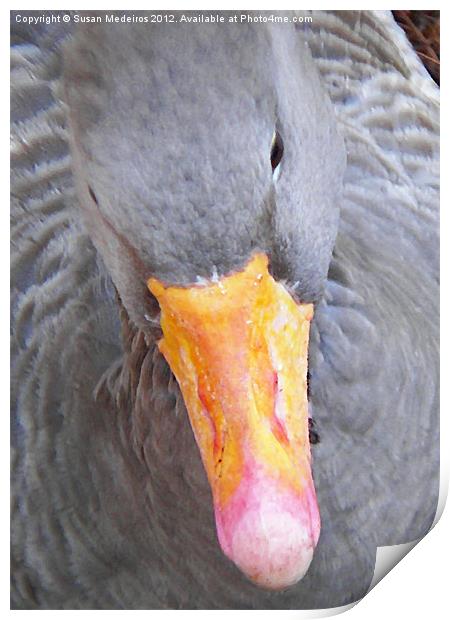 Grey Goose! Print by Susan Medeiros