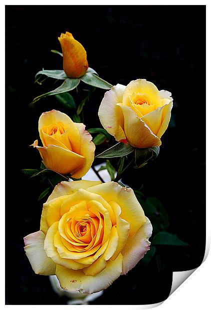 Yellow Roses Print by Panas Wiwatpanachat