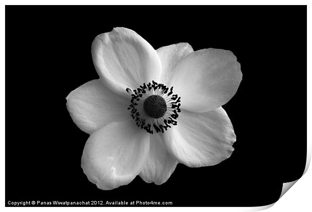 White Flower Print by Panas Wiwatpanachat