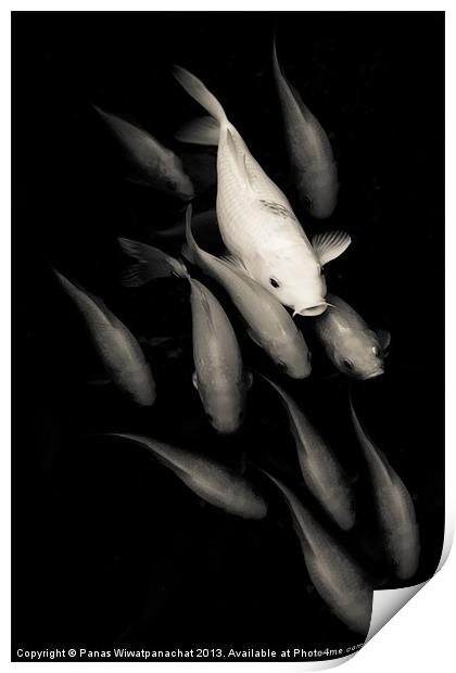 White among Red Koi Fish Print by Panas Wiwatpanachat
