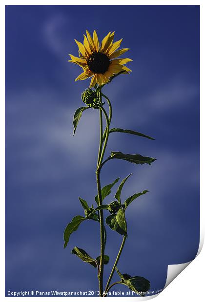 Sunflower Print by Panas Wiwatpanachat