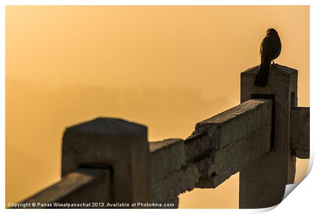 Bird on Fence Print by Panas Wiwatpanachat