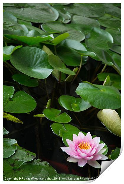 Water Lily in a Koi Pond Print by Panas Wiwatpanachat
