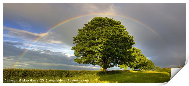 Rainbow over Oak tree. Print by Mark Harper
