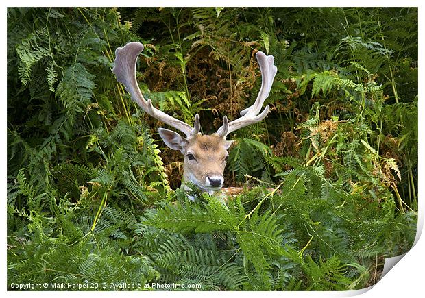 Fallow Deer in the fern. Print by Mark Harper