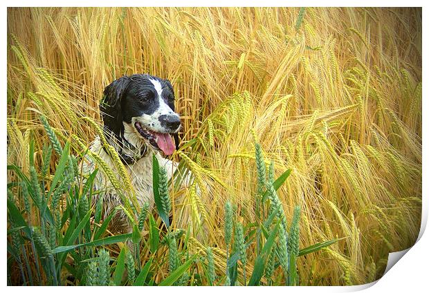  Springer Spaniel in the Wheat Print by paul lewis