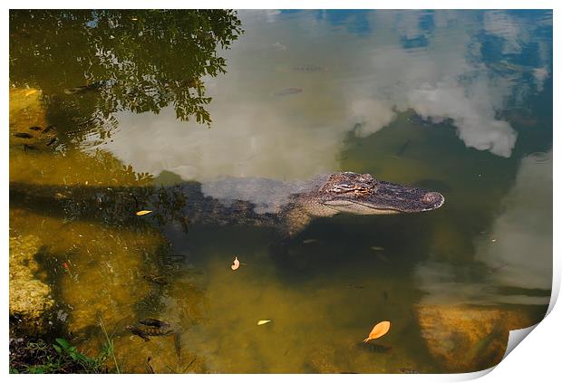 Alligator Daytime Resting Print by David McBarnett