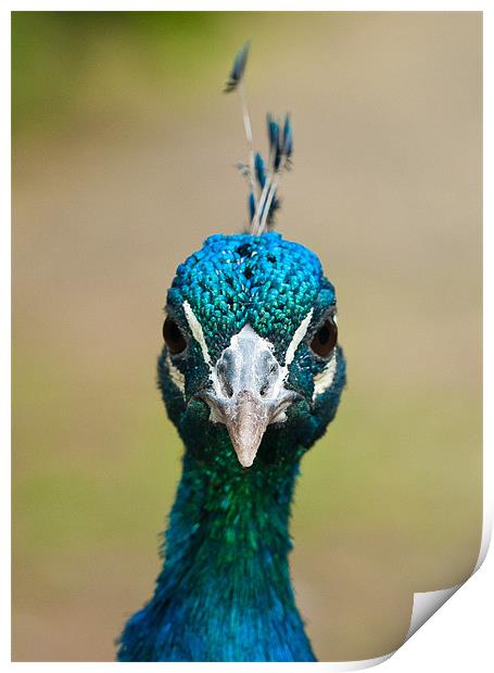 Peacock Portrait Print by Tom Jullings