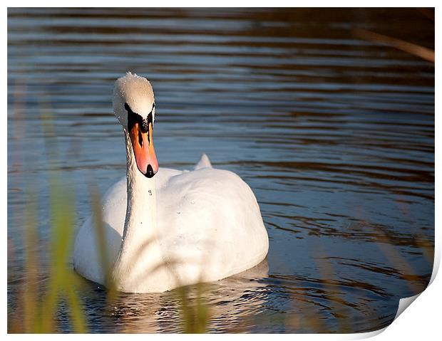 Swan Print by Kerry Murray