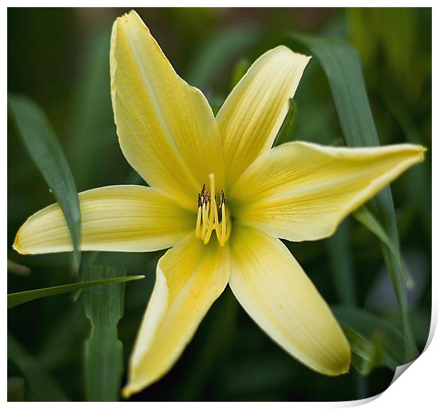 Yellow lily Print by Kerry Murray
