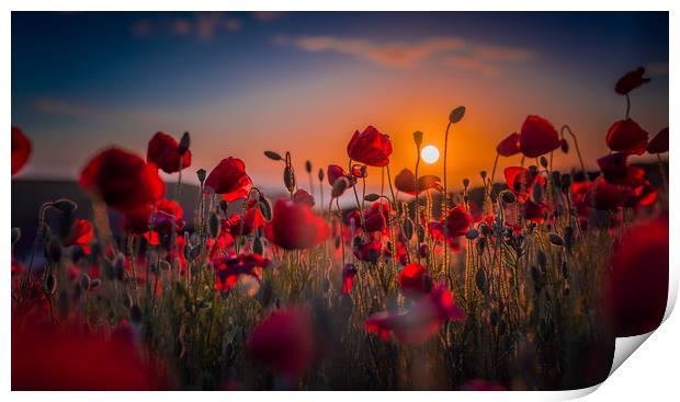 Poppy Field At Sunset Print by Ian Mayou