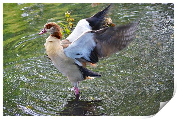 Egyptian Goose Print by Ben Welsh