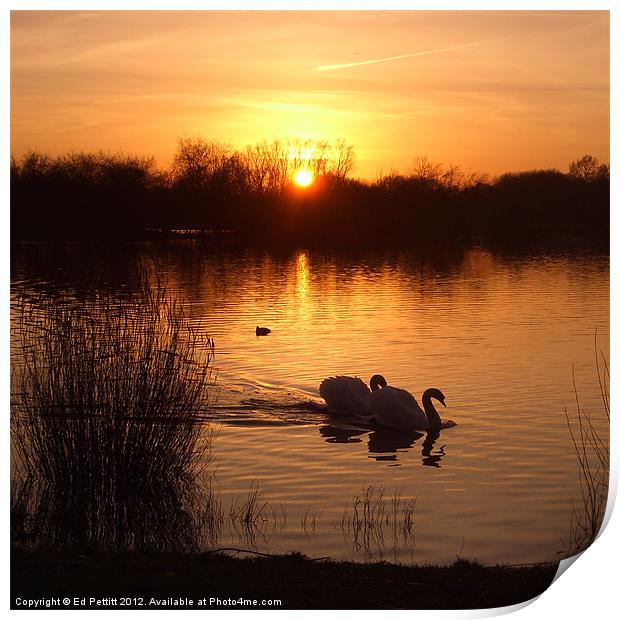 Swan Couple at Sunset Print by Ed Pettitt