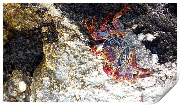 Red Rock Crab Print by Reg Dobson