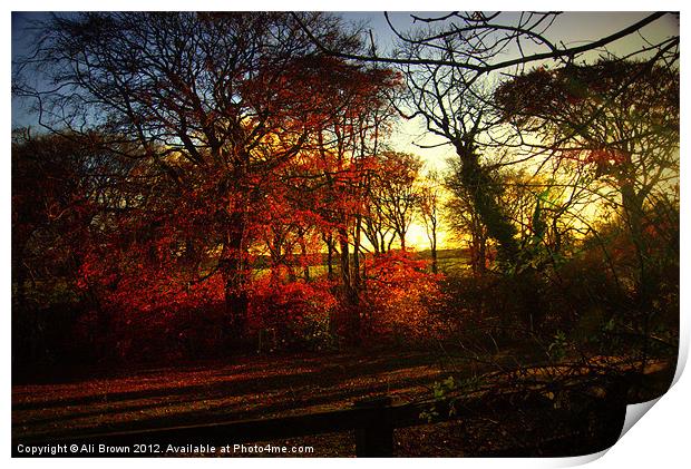 Autumn Colours Print by Ali Brown