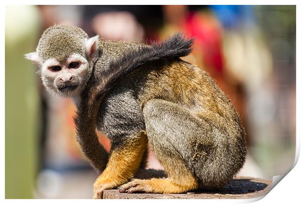 Waiting Squirrel Monkey Print by Jonathan Swetnam