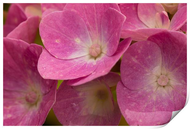 Macro Hydrangea Print by Jonathan Swetnam