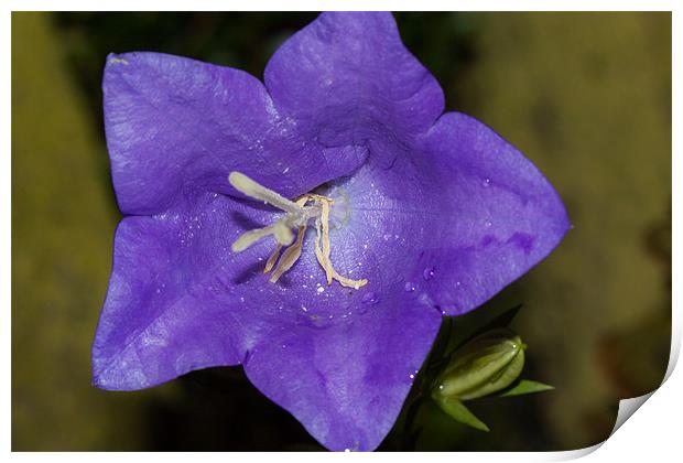 Canterbury bell Macro Print by Jonathan Swetnam