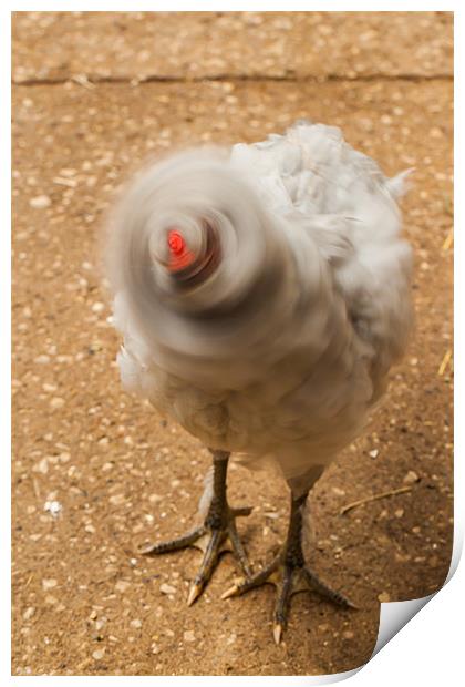 Headless Chicken Print by Jonathan Swetnam