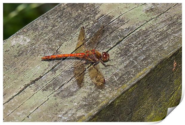 Common Darter Dragonfly Print by Jonathan Swetnam