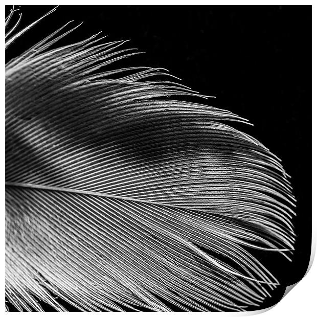 Feather Print by Jonathan Swetnam