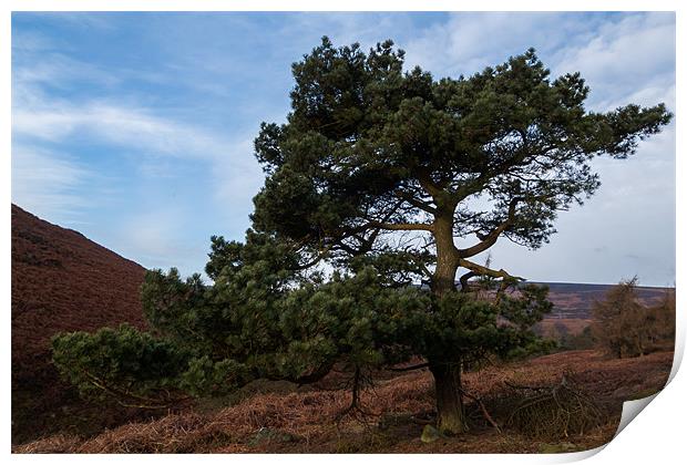Tree on Moscar Moor Print by Jonathan Swetnam