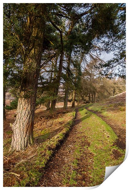 Moscar Moor Trees Print by Jonathan Swetnam