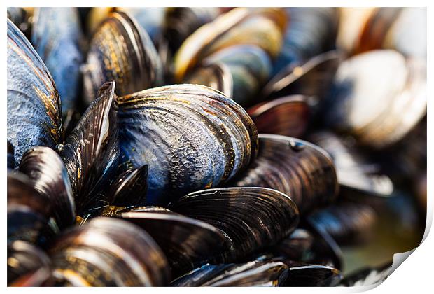 Mussels on the Beach Print by Jonathan Swetnam