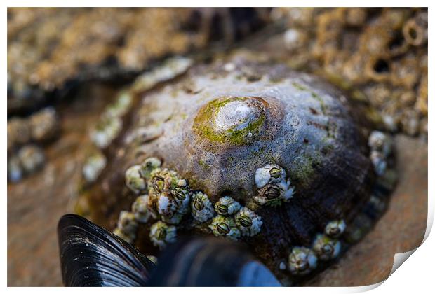 Limpet on the Beach Print by Jonathan Swetnam
