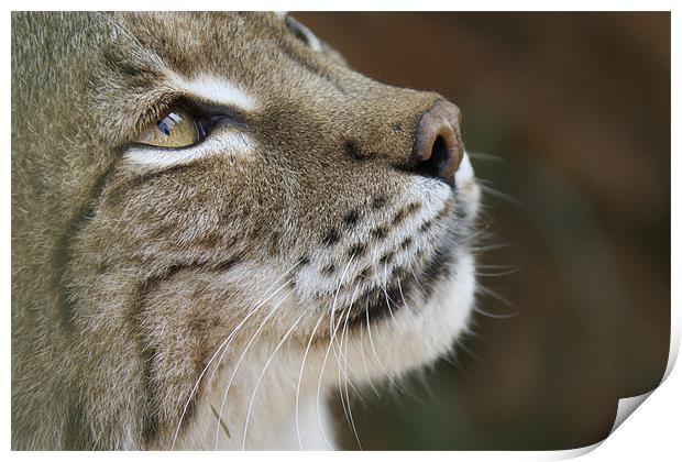 LYNX Print by Trevor Stevens