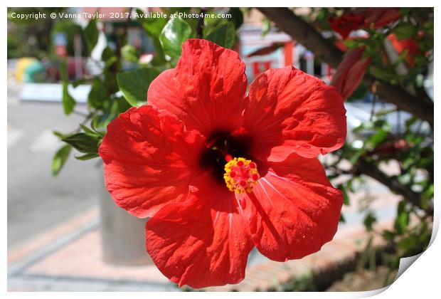 Red Hibiscus Beauty Print by Vanna Taylor