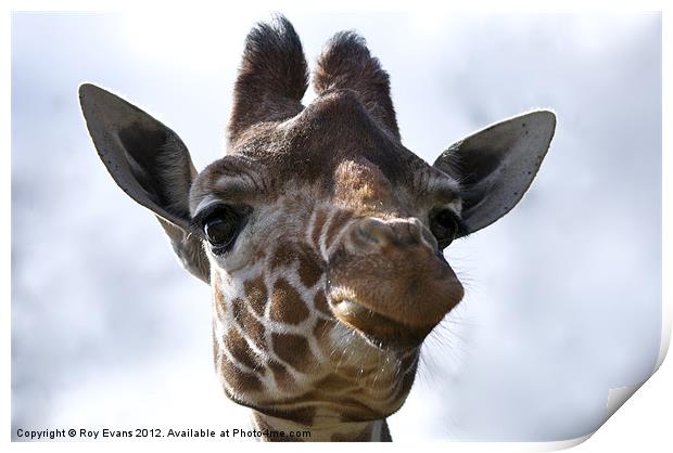 Giraffe Portrait Print by Roy Evans