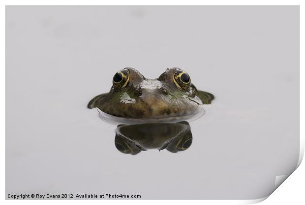 Reflecting Toad Print by Roy Evans